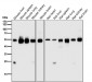 Anti-ARRB1/Beta Arrestin 1 Rabbit Monoclonal Antibody